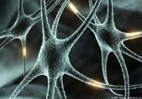 inmultirea neuronului