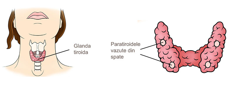 glande-paratiroide