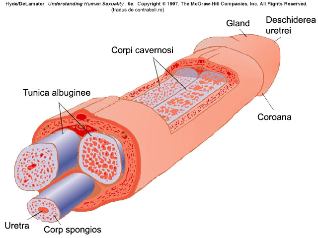 structura penisului